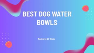 "Top-Rated Dog Water Bowls on Amazon You Need to Check Out"